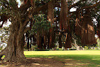 Pohutukawa tree.  The bits hanging down are actually roots.