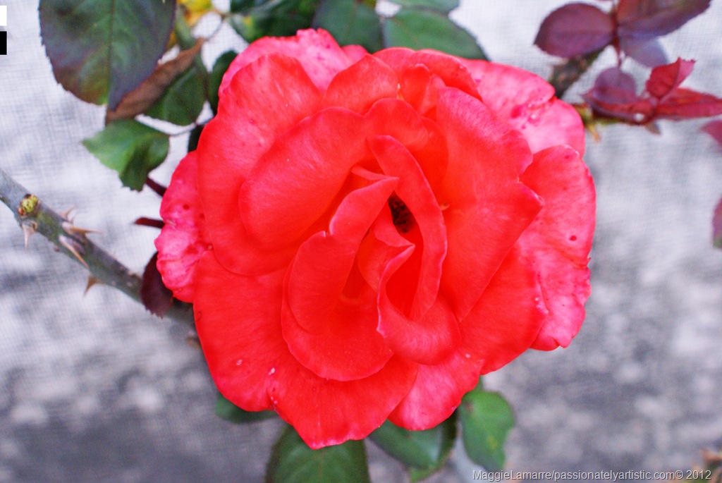 [MaggieLamarre-Rose%255B17%255D.jpg]