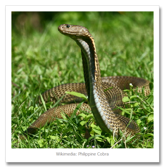 Most Venomous Cobra