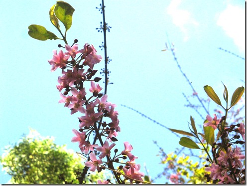 philippine cherry blossom tree, pink flowers