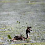 IMG_6518-MOTION.gif