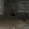 Lis wewnątrz bazy rakietowej ;) dsc05960.jpg