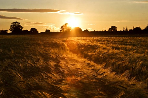 Summer-Barley-8