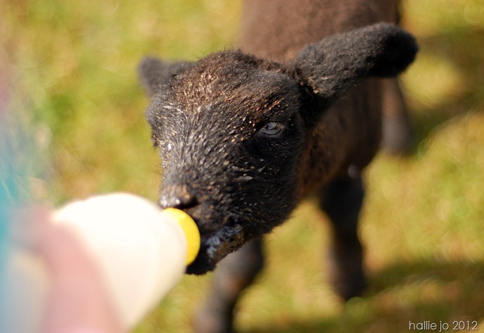 Lamb8 Lamb8