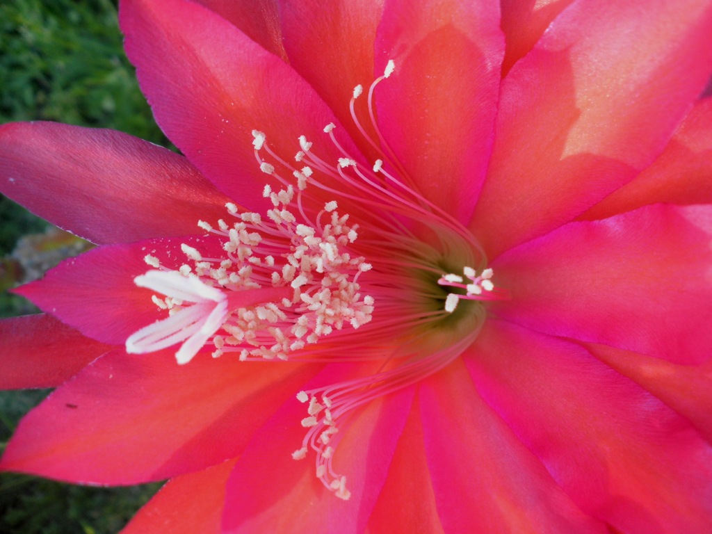 [Cactus%2520Flower%255B6%255D.jpg]