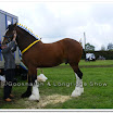 Shire 008.jpg