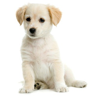 [cute-white-puppy%255B2%255D.jpg]