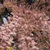 Tamaris de printemps-Tamarix africana tetrandra