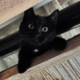 gatti
