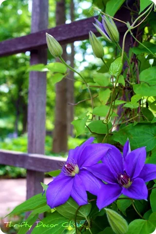 lattice flowers