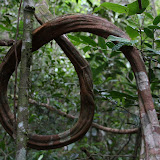 Vines the circumference of a volleyball