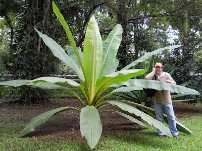 Kenny looks small beside that palm!