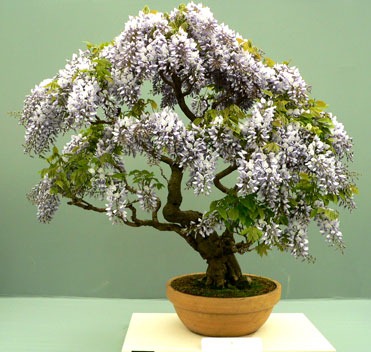 [bonsai_trees_031%255B4%255D.jpg]