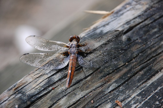 [DRAGONFLY%2520WET%2520%25285%2529%255B2%255D.jpg]