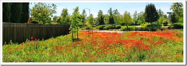 Wildflower meadow: every neighborhood should have one!
