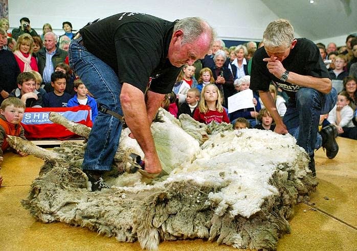 shrek-the-sheep-10 shrek-the-sheep-10