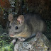 Desert.woodrat.dscn2059