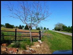 Flowers in yard 2