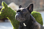 Just think, people all over the globe could decorate their lawns with Topiary Francescas!  This could be big, Sharkey!