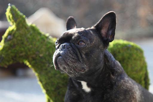 Just think, people all over the globe could decorate their lawns with Topiary Francescas!  This could be big, Sharkey!