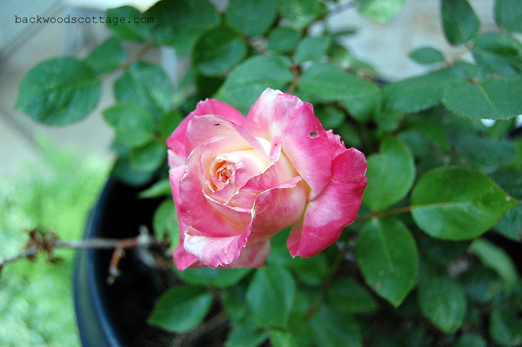 [princessdiana2012%255B4%255D.jpg]