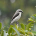 Mackinnon's Shrike - Photo (c) 116916927065934112165, some rights reserved (CC BY-NC-SA)
