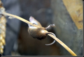 Baby Harvest Mouse showing prehensile tail DSC_0391