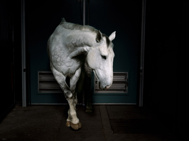 Charlotte_Dumas_Horses.jpg Jonker