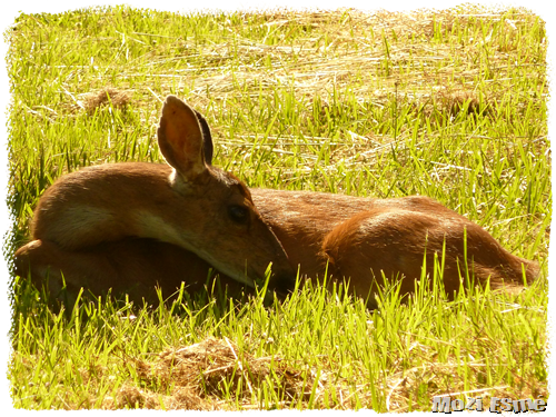 [Deer%255B8%255D.png]