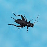 Insects - Canada
