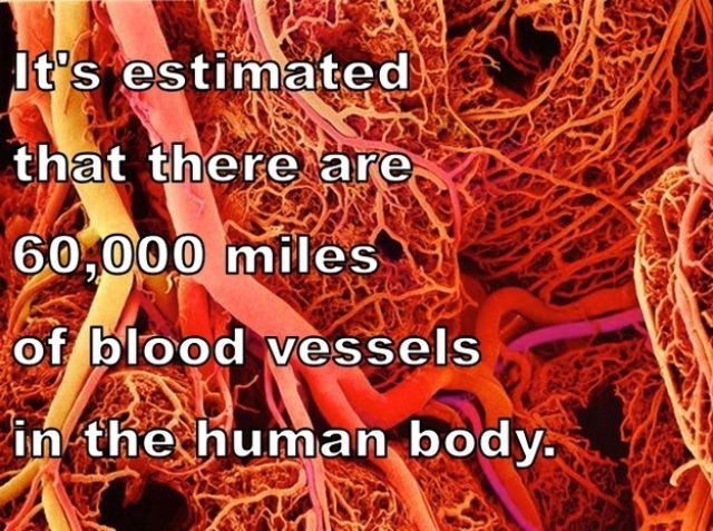 [human-body-facts-12%255B2%255D.jpg]