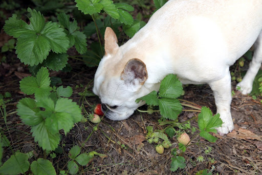 Oh!  I see big strawberries turning red!  Our transplants are thriving!
