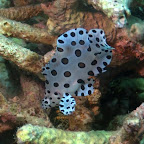 lustiger Fisch (Name vergessen), Komodo