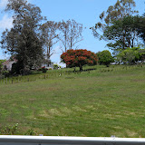 Papaora_Wellsford Papaora_Wellsford