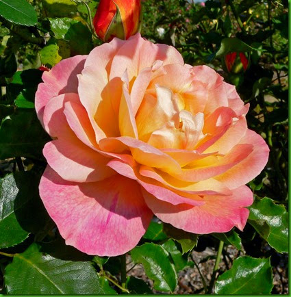 Rosa Girona Rosa Girona