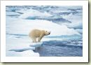 stock-photo-5431540-polar-bear-preparing-to-swim