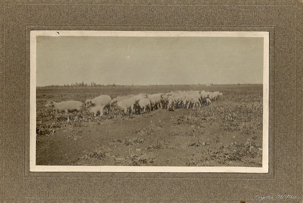 [Sheep%2520DL%2520Antiqiues%255B12%255D.jpg]