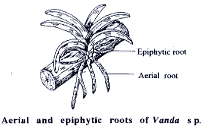 Clinging roots Vanda Clinging roots Vanda