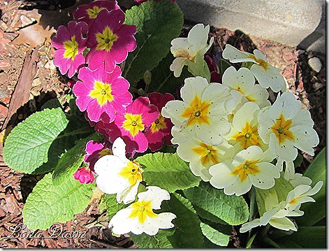 Primroses_March29