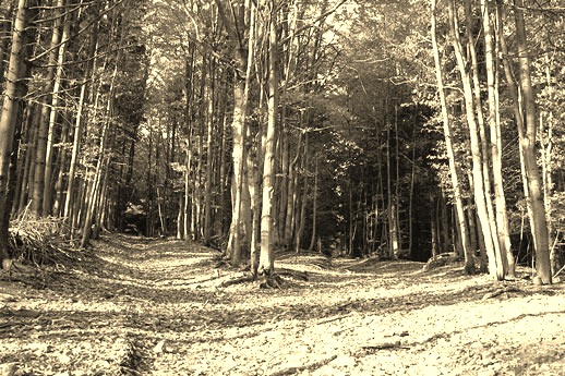 [road-not-taken%255B16%255D.jpg]