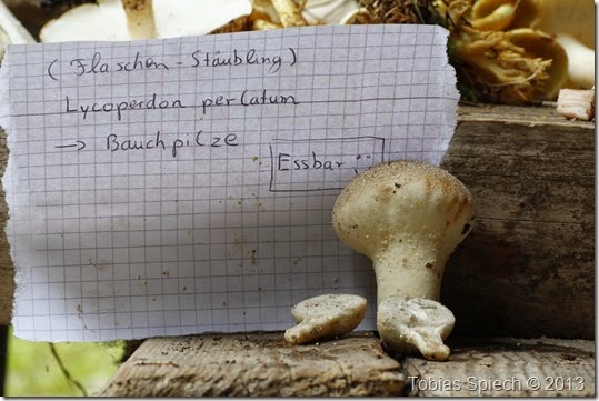 Flaschenstäubling Lycoperdon perlatum
