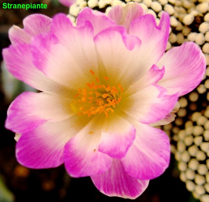 [Mammillaria%2520luethyi%2520flower%255B2%255D.jpg]
