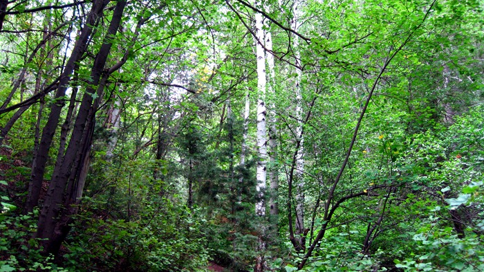 Bowman Fork Trail in Millcreek Canyon Utah Forest