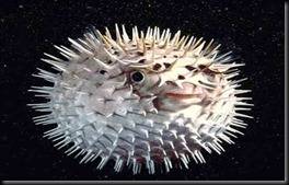 Puffer-fish 1