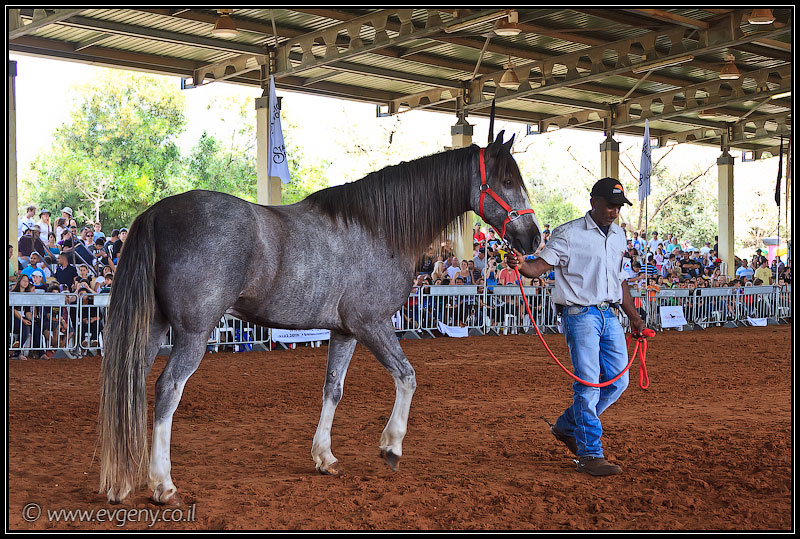 il/Фото: Stallion Show 2011 (20110416 stllion show 108 2504)