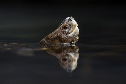Giant asian pond turtle