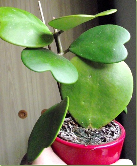 Hoya kerrii di Mimma