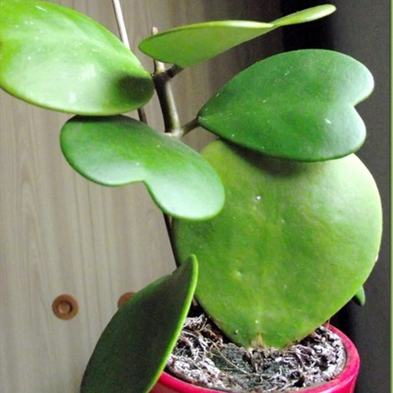 Stranepiante: Hoya kerrii Ikea che produce nuove foglie!