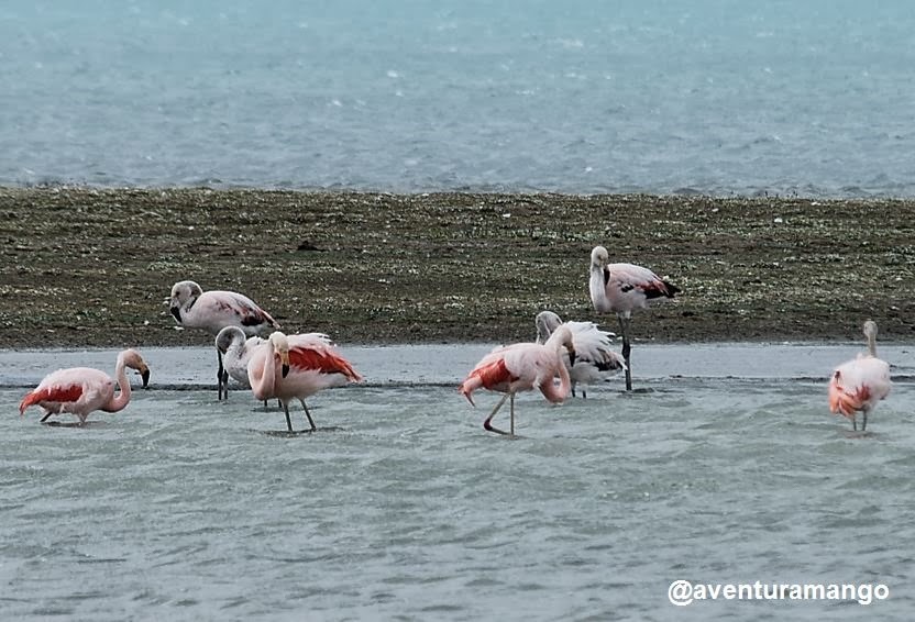 [Flamingos%2520%2528Phoenicopterus%2520chilensis%2529%255B3%255D.jpg]