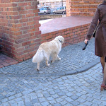 Polish dog. Polish dog.